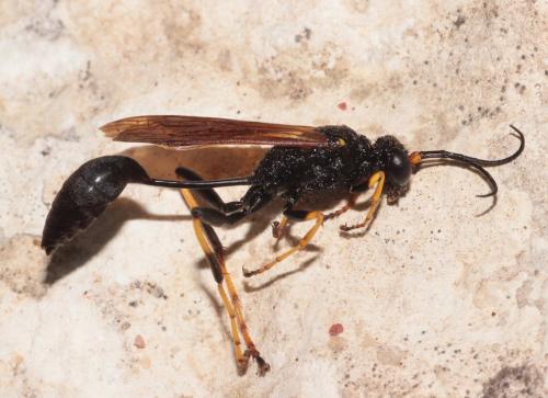 Réf. 296 027 : Sceliphron caementarium
